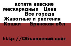 котята невские маскарадные › Цена ­ 18 000 - Все города Животные и растения » Кошки   . Брянская обл.